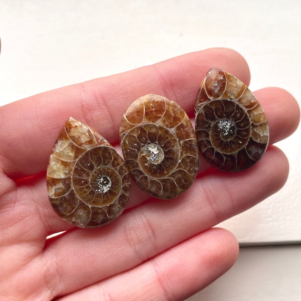25-27mm Ammonite Fossil Flat back Cabochon - Polished Oval Ammonite Fossil - Teardrop Ammonite - Fossils Australia - DIY Ring Size Making