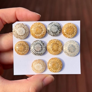 May include: A collection of nine circular cabochons arranged on a white card. Each piece features a distinct fossilized coral pattern with radial, flower-like structures in shades of tan, beige, grey, and golden brown with a smooth, polished finish.