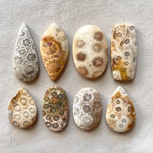 May include: Eight fossilized coral cabochons in various shapes and sizes. The cabochons are a mix of white, brown, and gray with a floral pattern.