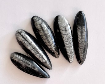 オルソセラス化石カボション、化石魚、化石アンモナイト、三葉虫化石
