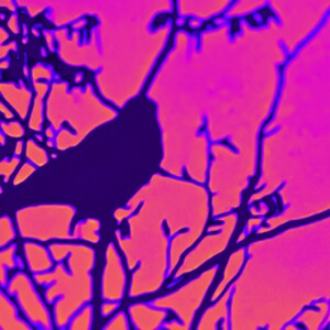 May include: A silhouette of a bird perched on a branch against a vibrant pink and purple background.