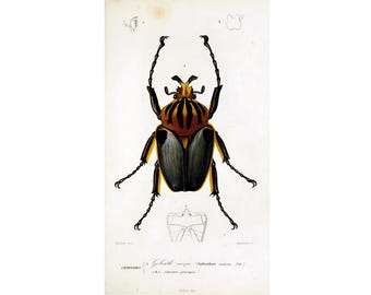 Goliath Beetle Print | Limited Edition Numbered Art | Vintage Zoological Wall Decor | Botanical Amphibian Print | Nature Lover Gift