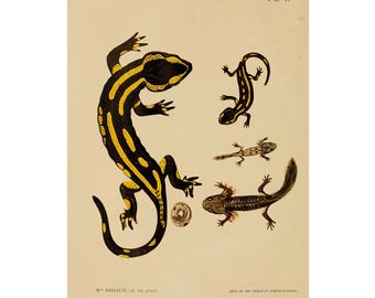 Salamander Print | Limited Edition Numbered Art | Vintage Zoological Wall Decor | Botanical Amphibian Print | Nature Lover Gift