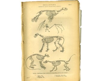 Animal Skeleton Illustration Print | Limited Edition Art | Vintage Zoological Wall Decor | Botanical Amphibian Print | Nature Lover Gift