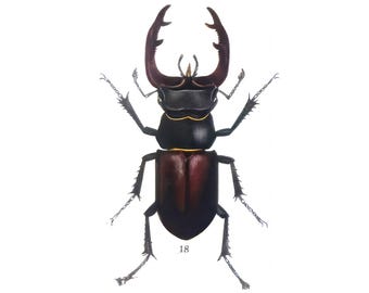 Stag Beetle Print | Limited Edition Numbered Art | Vintage Zoological Wall Decor | Botanical Amphibian Print | Nature Lover Gift
