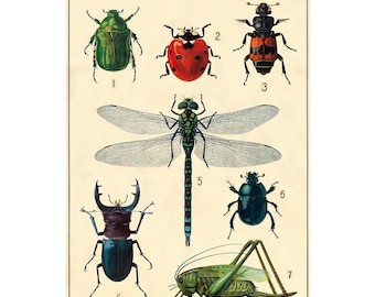 Insects Illustration Print – Limited Edition Numbered Art | Vintage Zoological Wall Decor | Botanical Amphibian Print | Nature Lover Gift