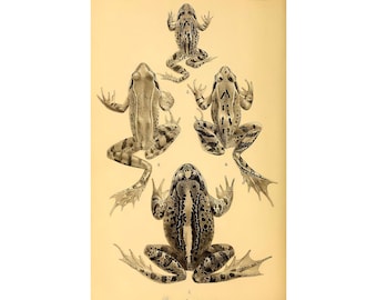 Frog Illustration Print – Limited Edition Numbered Art | Vintage Zoological Wall Decor | Botanical Amphibian Print | Nature Lover Gift