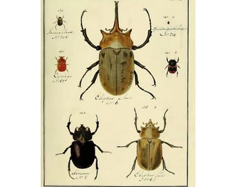Scarab Beetle Print | Limited Edition Numbered Art | Vintage Zoological Wall Decor | Botanical Amphibian Print | Nature Lover Gift