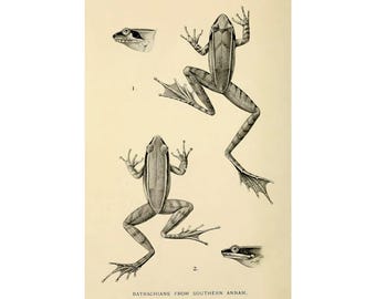 Annam Frog Illustration Print | Limited Edition Numbered Art | Vintage Zoological Wall Decor | Botanical Amphibian Print | Nature Lover Gift