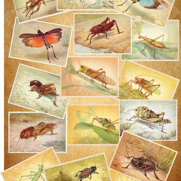 Vintage set of 16 digital download postcards, Grasshoppers, Crickets, Locusts