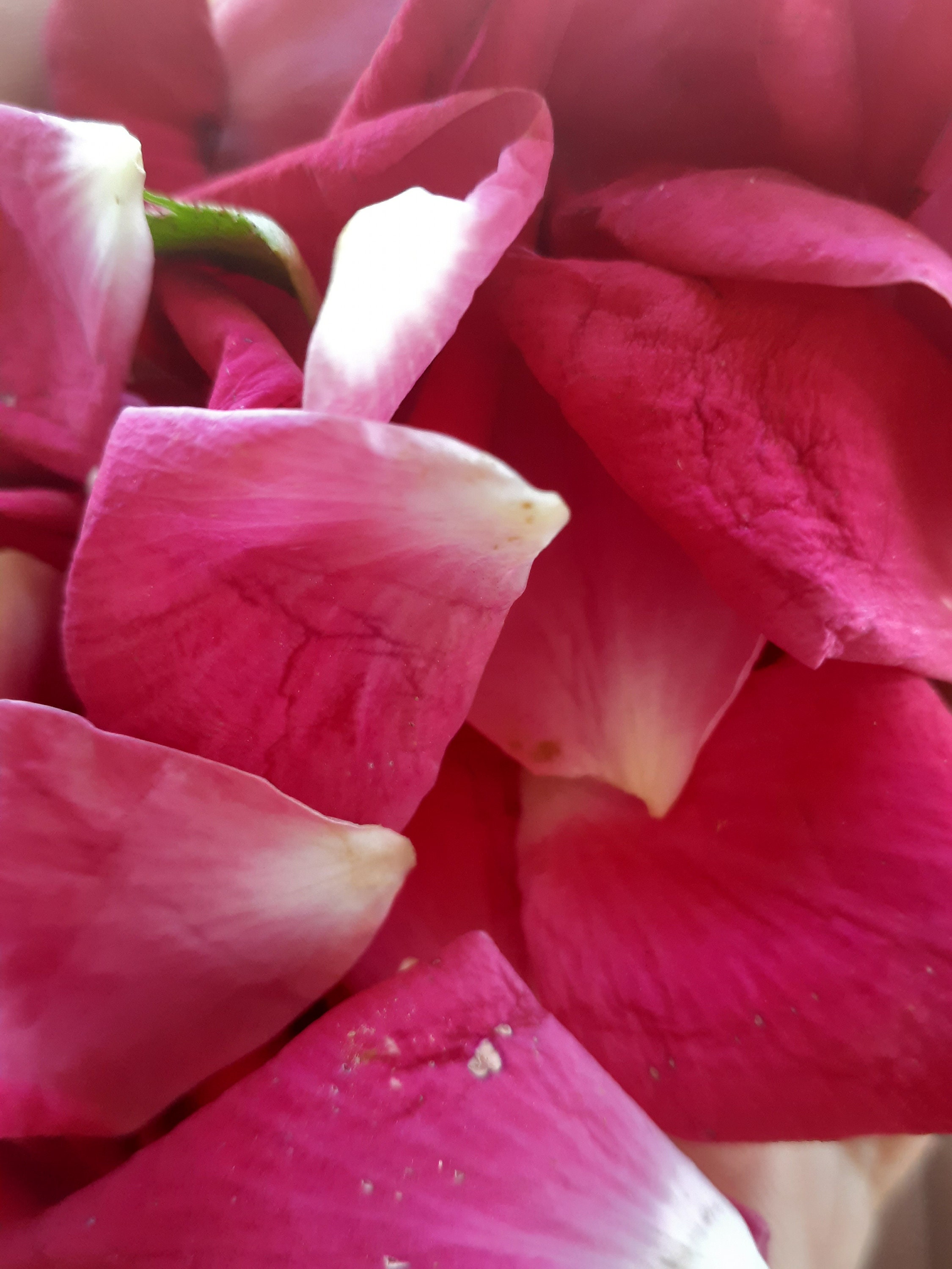 Rose Petals & Buds Organic
