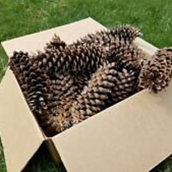 5-100 Real PineCones in bulk Supply For Crafts or Decor, Large Natural 3-5 inch Unscented White Pine Cones, Pet Bird Chew Toy, Wreath Supply