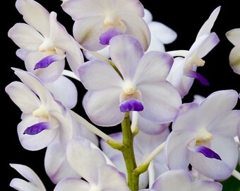 Vasco. Viboon Velvet 'Perfection' Live Orchid Plant Vanda