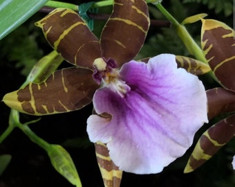 Miltonopsis Dee Fujitake 'Kaley Cat' Orchid House Plant