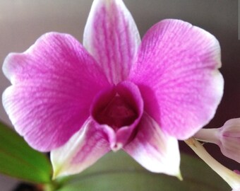 Dendrobium Pink Sparkle Mini Orchid Live Blooming Size Small Plant