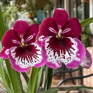 Miltoniopsis Lennart Karl Gottling 'Red Rim' Live Blooming Size Orchid plant