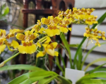 Oncidium Live Orchid Plant Mounted on Florida Palm Frond One of a kind Blooming size Rare Houseplant boho Mothers day gift unique