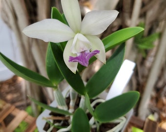 Cattleya Walleriana 'Midnight Blue' x intermedia 'Blue' Blooming size