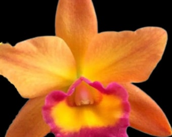 Potinara Chomtong Fancy x Blc. Norman's Bay Orchid Seedling Flask Bulk House plants Cattleya Hybrid spring