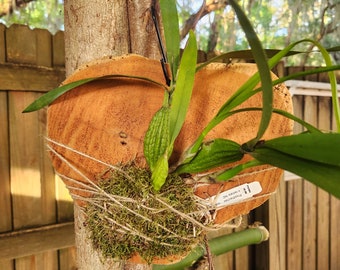 Prosthechea Encyclia Radiata #1 x radiata 'NG' Orchid Plant Blooming Size Mounted on heart shape red Cedar cookie