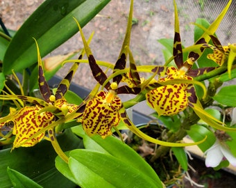 Aliceara Pacific Nova 'Okika' Live Orchid Plant Mounted on Red Cedar Wood Cookie for Table Top or Shelf top decor Bloomimg Size