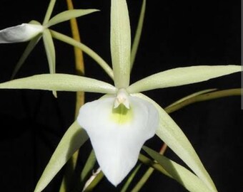 Brassavola perrinii Live orchid plant 2 in pot