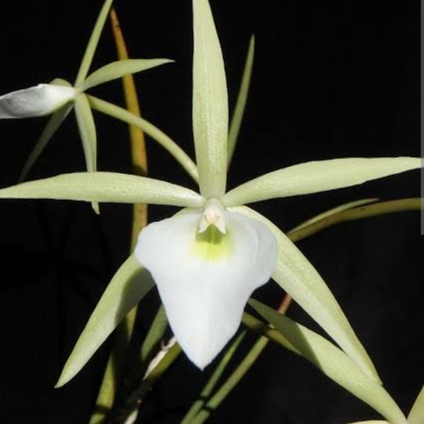 Brassavola perrinii Live orchid plant 2 in pot