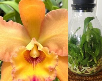 Blc Monthatip Belle x Waianae King Cattleya Hybrid Orchid Seedling Flask Bulk House plants Cattleya Hybrid spring