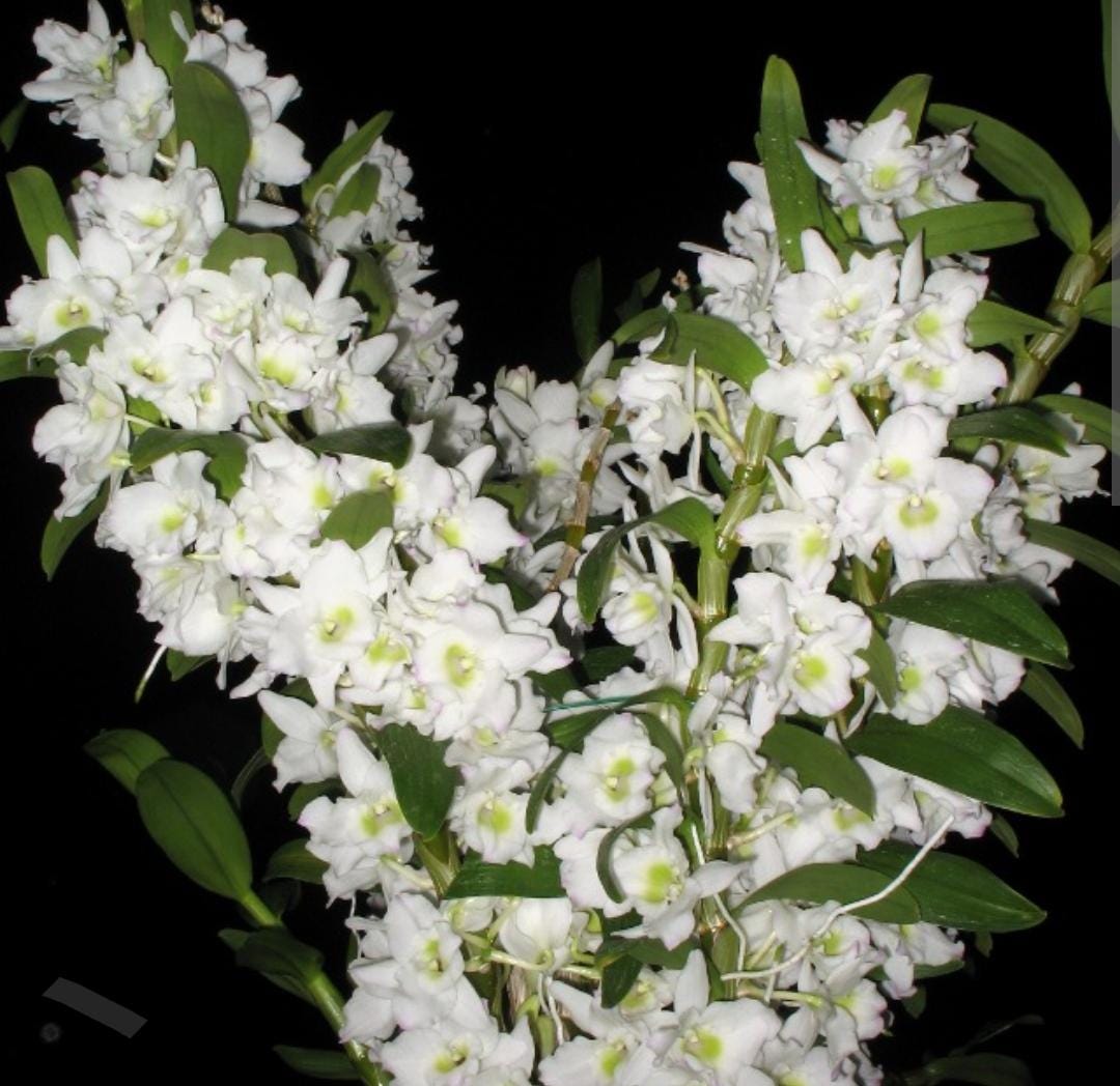 Dendrobium Spring Dream 'Apollon' Orchid Live Plant Blooming Size Fragrant