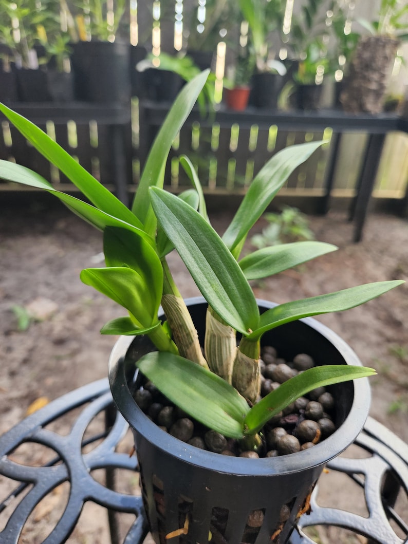 Dendrobium New Hope Mini Orchid Live Blooming Size Small Plant Etsy