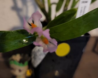 Dendrobium Bracteosum x sib ('Little Eve' x 'Pink' Orchid Live Blooming Size Large Plant