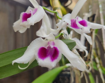 Dendrobium Nieferts Quest x Little sweet scent live orchid plant 2 in pot