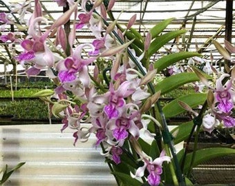 Dendrobium Lorrie Mortimer 'S & W' Orchid Live   Plant