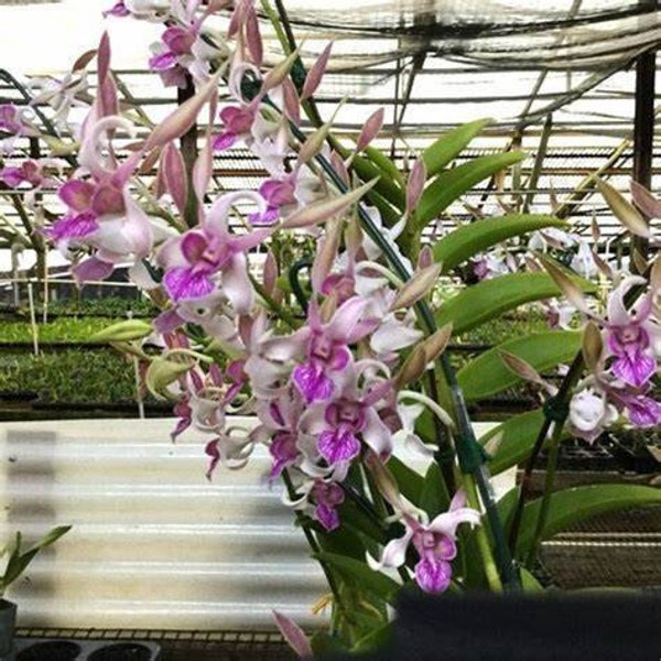 Dendrobium Lorrie Mortimer 'S & W' Orchid Live   Plant