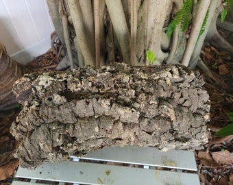 HUGE Cork Bark Round 21 inches long Terrarium or for orchid or plant mounting Wood