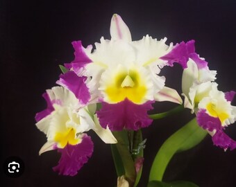 Blc. David Matsuura 'Paradise' Live Orchid Plant Blooming Size Cattleya