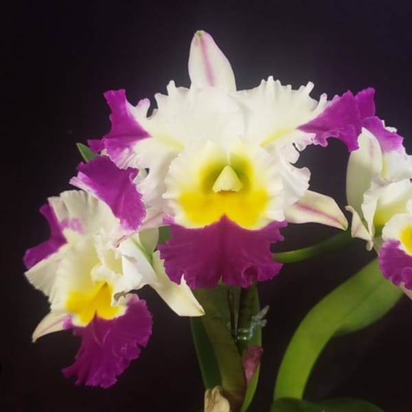 Blc. David Matsuura 'Paradise' Live Orchid Plant Blooming Size Cattleya