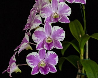 Dendrobium Pink Natasha Mini Orchid Live Blooming Size Small Plant