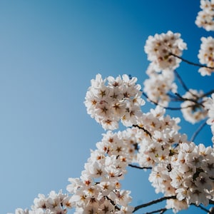 Cherry Blossoms Original Photography Digital Print