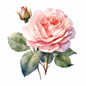 Rosa moyesii Clipart, Watercolor clipart JPGs - Set of 12 Digital Download,Digital Illustration Bundle, Digital Paper Craft