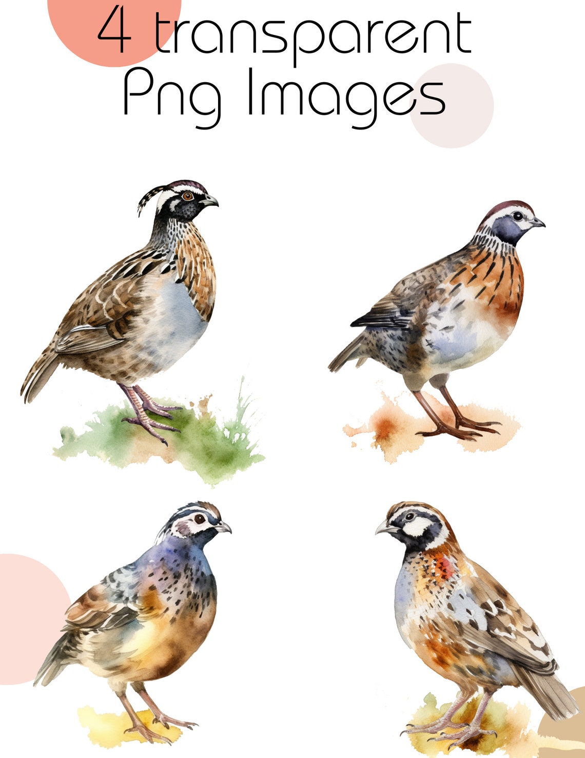 Quail Clipart, 4 Transparent PNG Images, Quail Watercolor Clipart, Cute ...