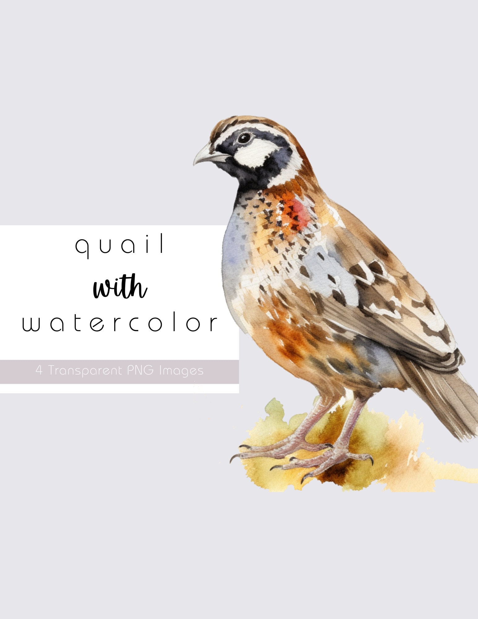 Quail Clipart, 4 Transparent PNG Images, Quail Watercolor Clipart, Cute