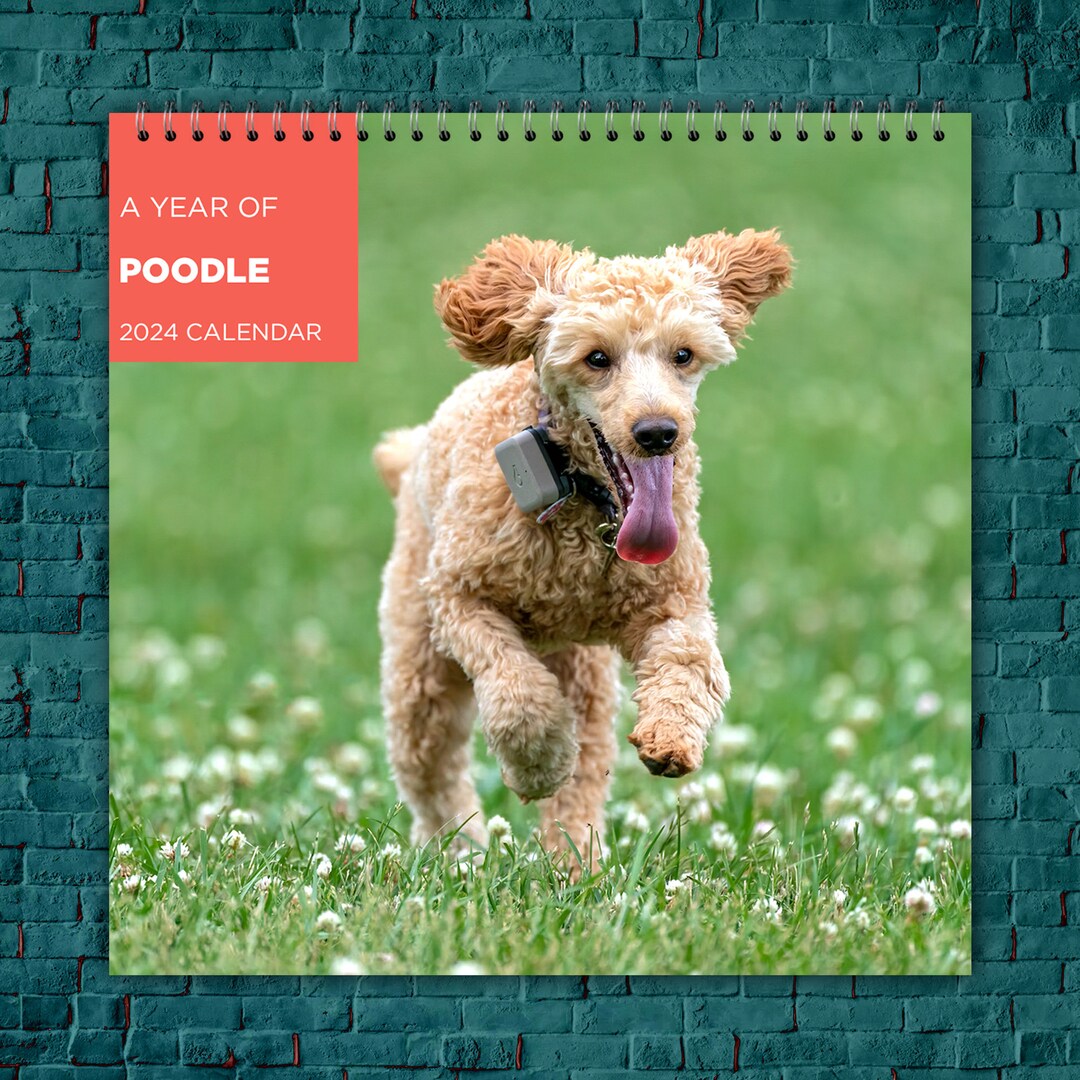 Poodle Calendar 2024, Dog Wall Calendar 2024, 2024 Wall Calendar, 12