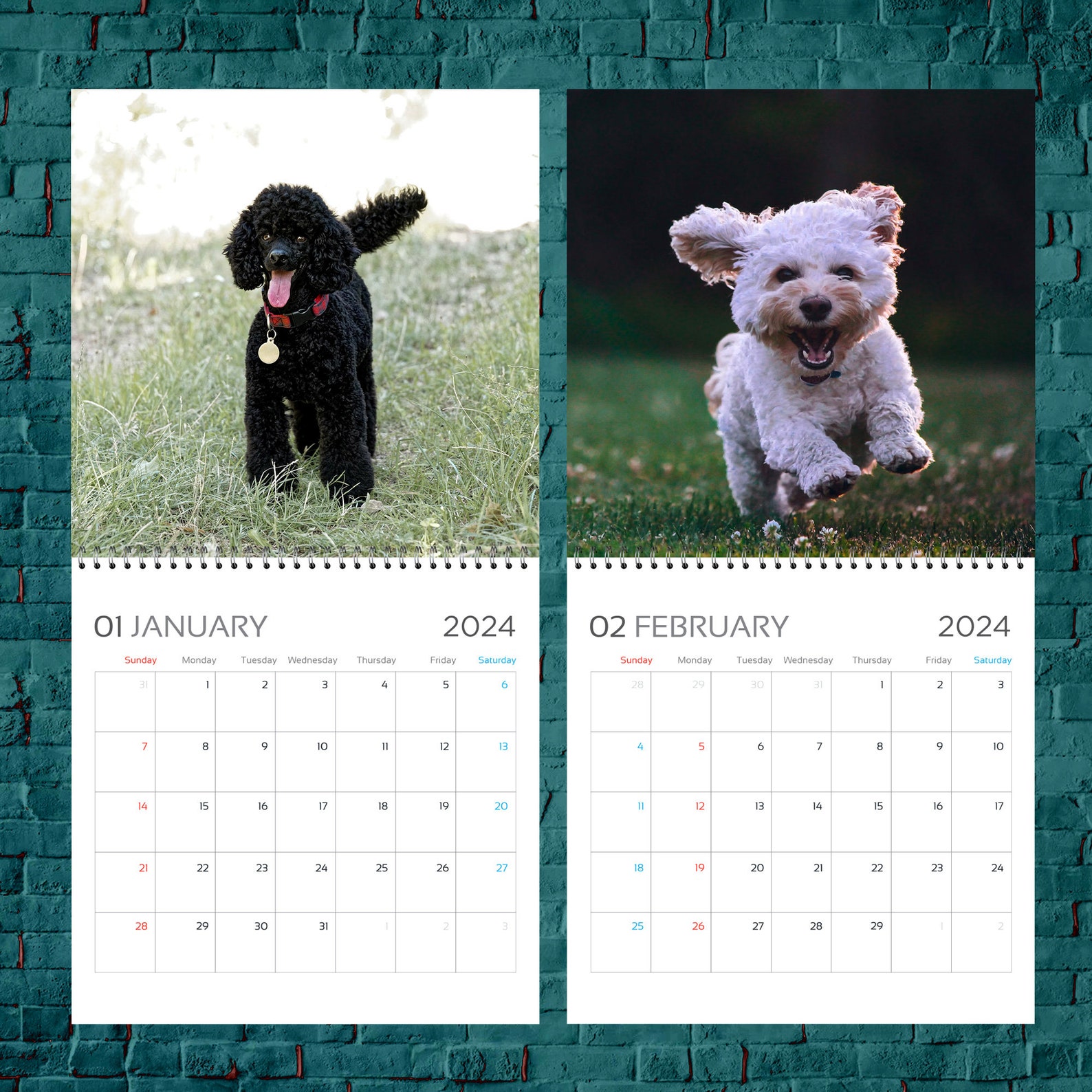 Poodle Calendar 2024, Dog Wall Calendar 2024, 2024 Wall Calendar, 12