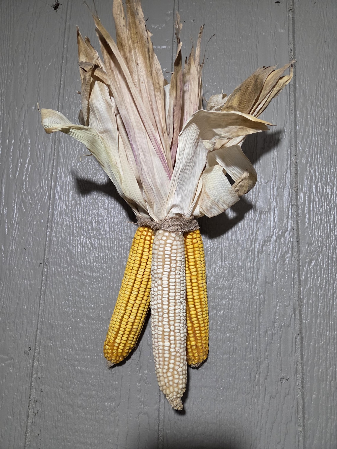 Ptf Rustic Maize Dried Rustic Corn Bundles - Etsy