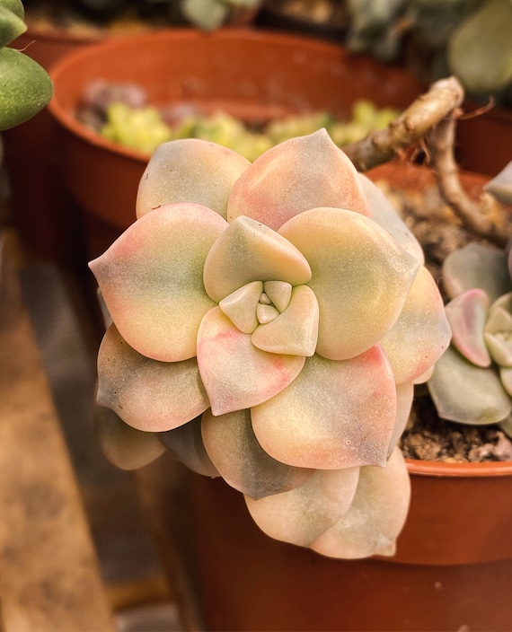 Graptopetalum superbum variegata