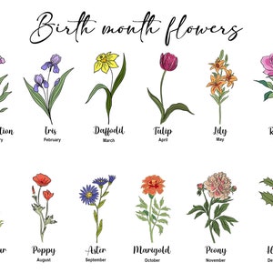 K&ouml;nnte beinhalten: Eine Tabelle, die die Geburtsmonatsblumen f&uuml;r jeden Monat des Jahres zeigt. Die Blumen sind farbig illustriert und umfassen Nelke, Iris, Narzisse, Tulpe, Lilie, Rose, Rittersporn, Mohn, Aster, Ringelblume, Pfingstrose und Stechpalme.