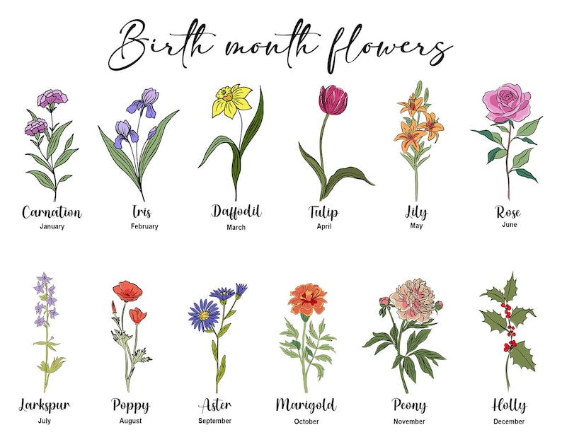 K&ouml;nnte beinhalten: Eine Tabelle, die die Geburtsmonatsblumen f&uuml;r jeden Monat des Jahres zeigt. Die Blumen sind farbig illustriert und umfassen Nelke, Iris, Narzisse, Tulpe, Lilie, Rose, Rittersporn, Mohn, Aster, Ringelblume, Pfingstrose und Stechpalme.