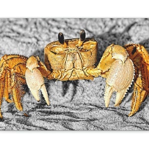 Crab Wall Art, Coastal Decor, Canvas Print, Home Decor Gift, Nautical Photograph, Beach House Artwork, Ocean Theme, Living Room, Decoration