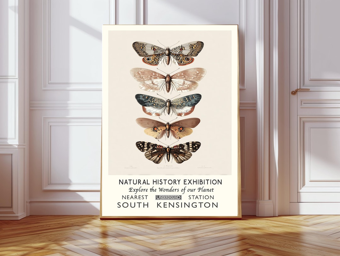 Natural History Art Print, Butterfly Art Print, Vintage Art Print ...